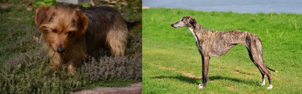 Galgo Espanol vs Dorkie - Breed Comparison
