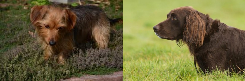 German Longhaired Pointer vs Dorkie - Breed Comparison