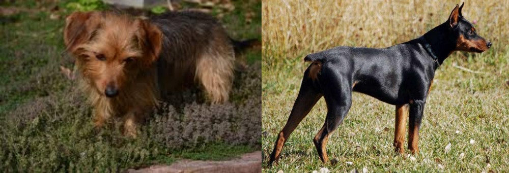 German Pinscher vs Dorkie - Breed Comparison