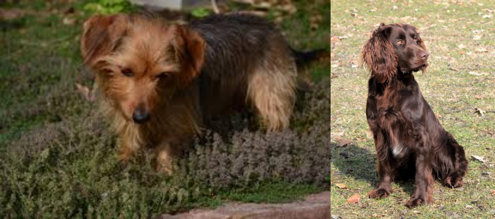 German Spaniel vs Dorkie - Breed Comparison