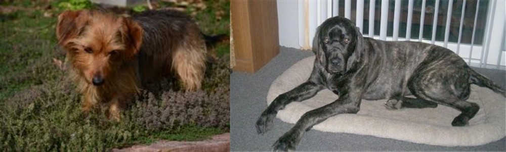 Giant Maso Mastiff vs Dorkie - Breed Comparison