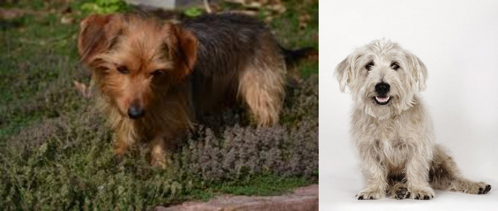 Glen of Imaal Terrier vs Dorkie - Breed Comparison