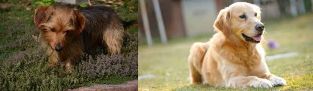 Goldador vs Dorkie - Breed Comparison
