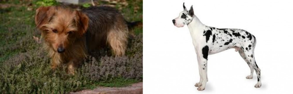Great Dane vs Dorkie - Breed Comparison