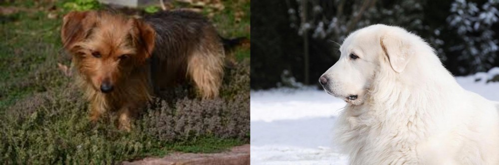 Great Pyrenees vs Dorkie - Breed Comparison