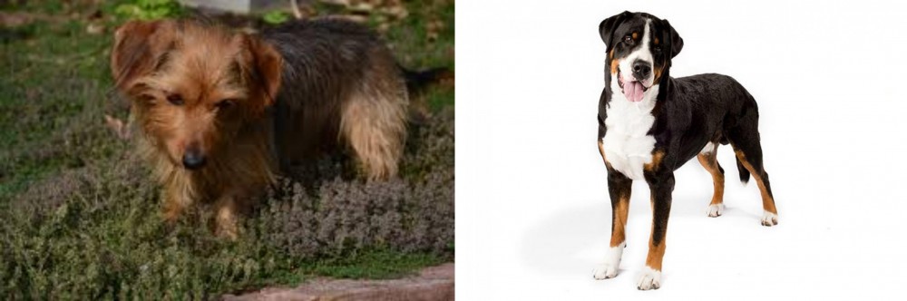 Greater Swiss Mountain Dog vs Dorkie - Breed Comparison