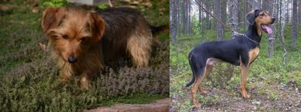 Greek Harehound vs Dorkie - Breed Comparison