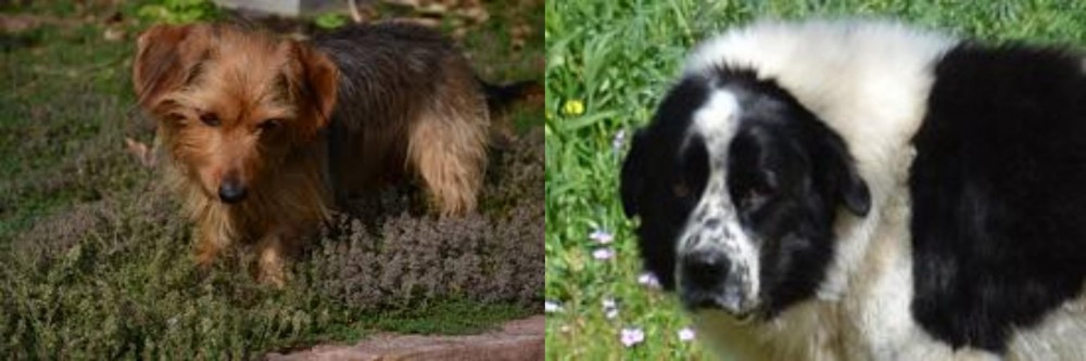 Greek Sheepdog vs Dorkie - Breed Comparison