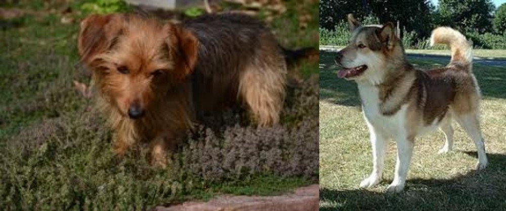 Greenland Dog vs Dorkie - Breed Comparison