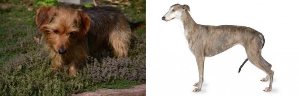 Greyhound vs Dorkie - Breed Comparison