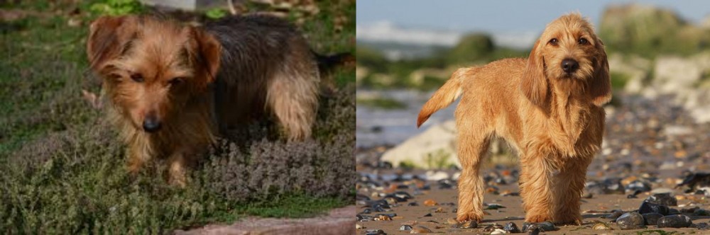 Griffon Fauve de Bretagne vs Dorkie - Breed Comparison