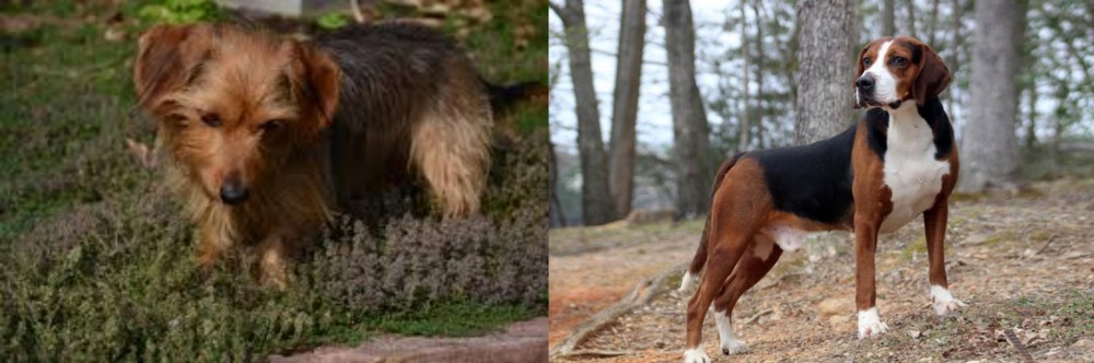 Hamiltonstovare vs Dorkie - Breed Comparison