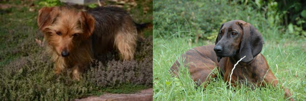 Hanover Hound vs Dorkie - Breed Comparison