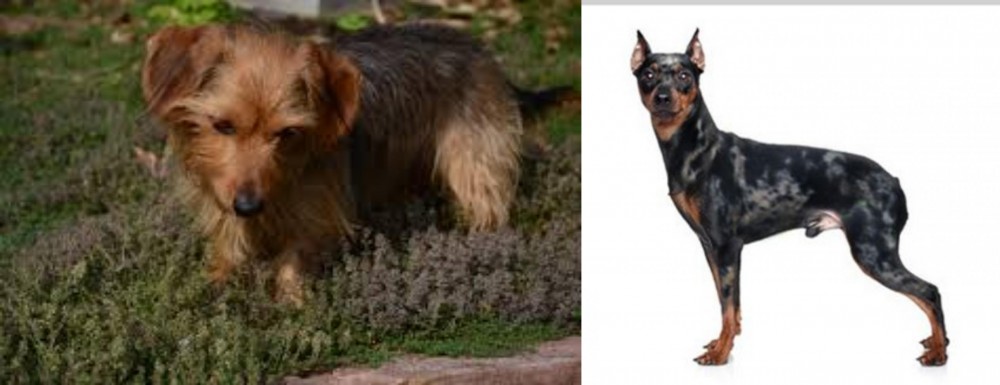 Harlequin Pinscher vs Dorkie - Breed Comparison