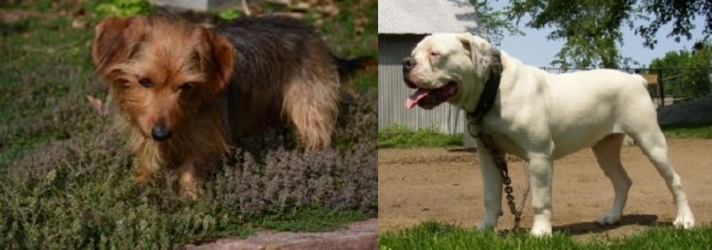 Hermes Bulldogge vs Dorkie - Breed Comparison
