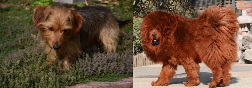 Himalayan Mastiff vs Dorkie - Breed Comparison