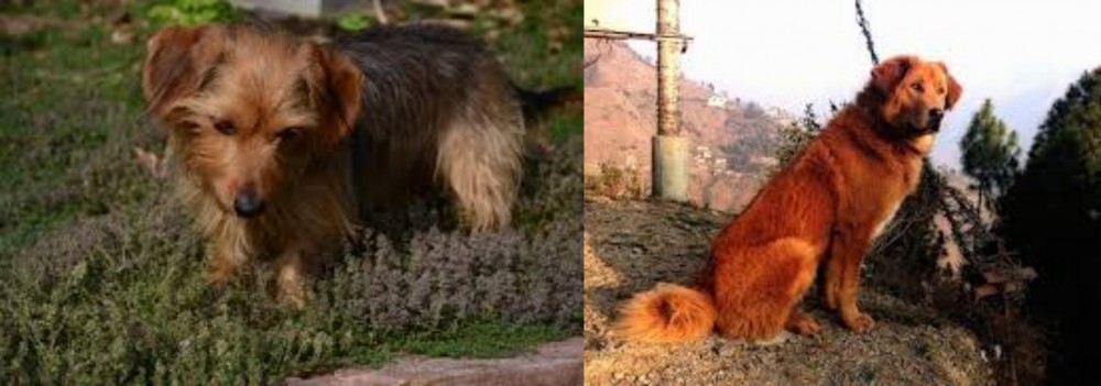 Himalayan Sheepdog vs Dorkie - Breed Comparison