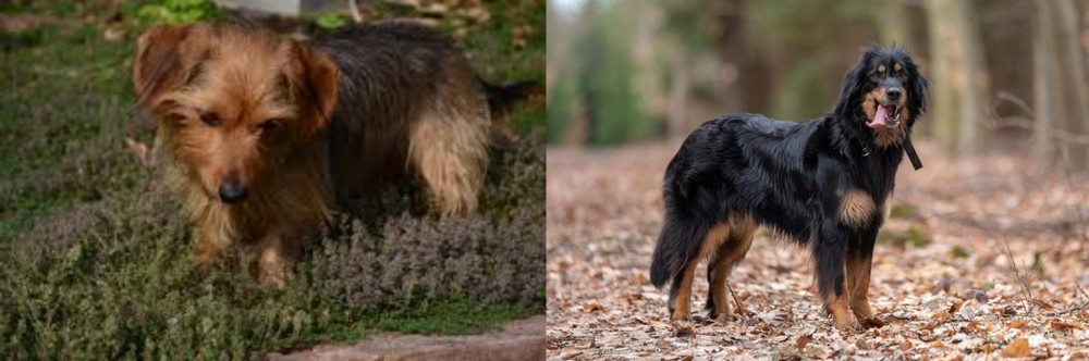Hovawart vs Dorkie - Breed Comparison