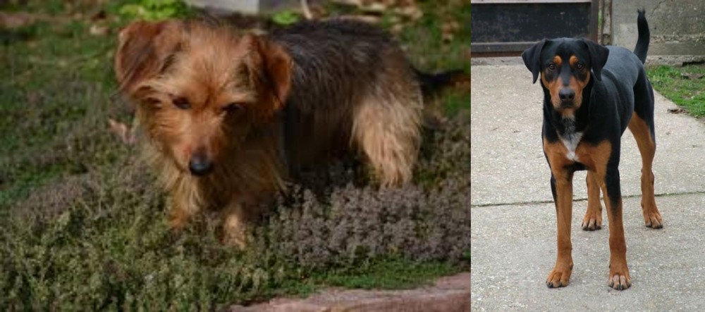 Hungarian Hound vs Dorkie - Breed Comparison