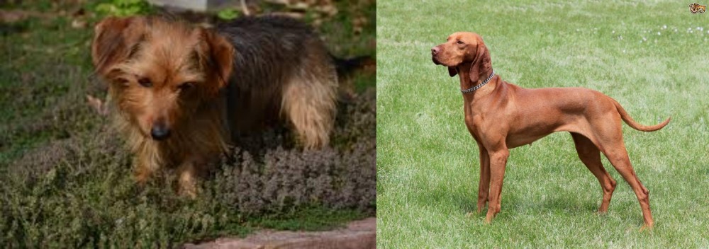 Hungarian Vizsla vs Dorkie - Breed Comparison