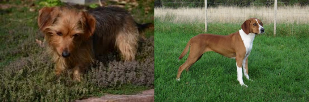 Hygenhund vs Dorkie - Breed Comparison