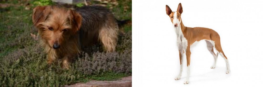 Ibizan Hound vs Dorkie - Breed Comparison