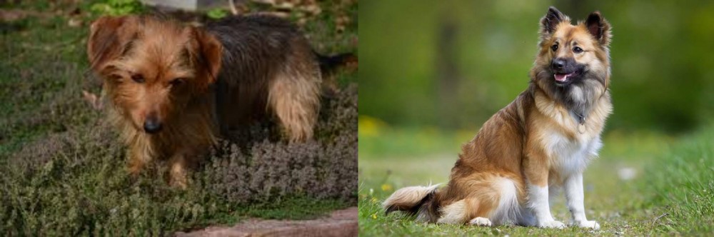 Icelandic Sheepdog vs Dorkie - Breed Comparison