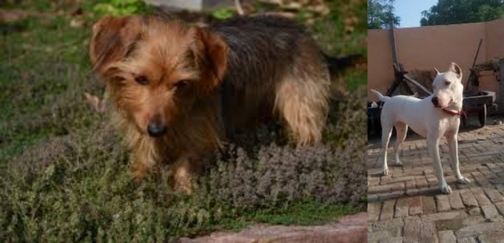 Indian Bull Terrier vs Dorkie - Breed Comparison