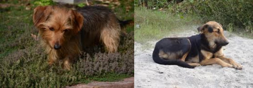 Indian Pariah Dog vs Dorkie - Breed Comparison