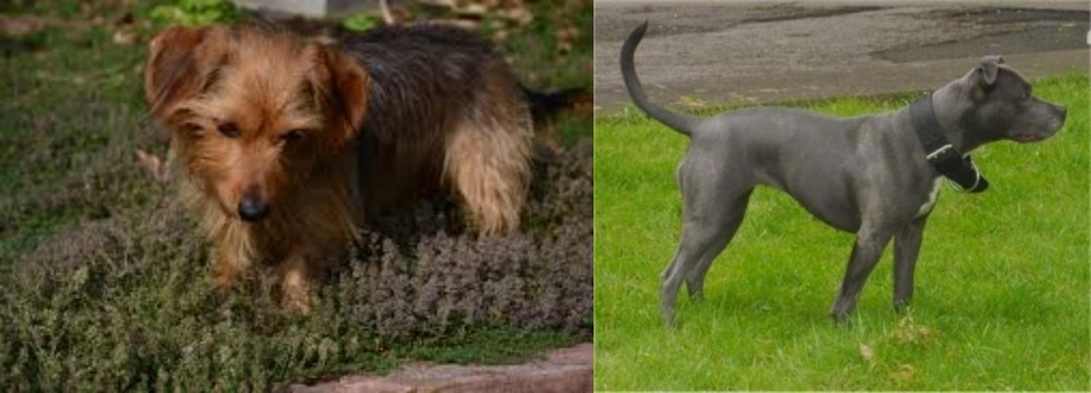 Irish Bull Terrier vs Dorkie - Breed Comparison