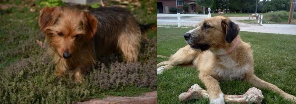 Irish Mastiff Hound vs Dorkie - Breed Comparison