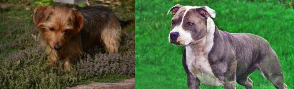 Irish Staffordshire Bull Terrier vs Dorkie - Breed Comparison