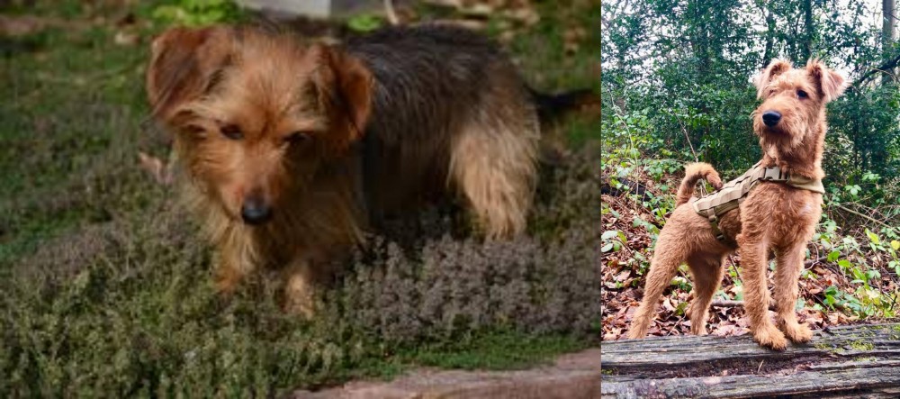 Irish Terrier vs Dorkie - Breed Comparison