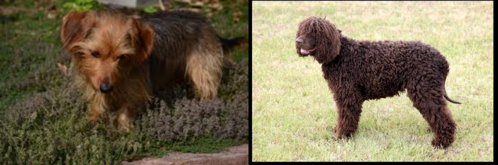 Irish Water Spaniel vs Dorkie - Breed Comparison
