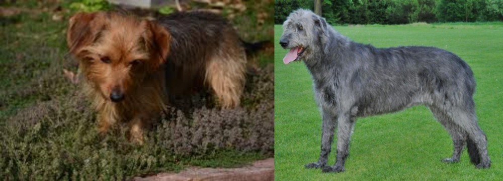Irish Wolfhound vs Dorkie - Breed Comparison