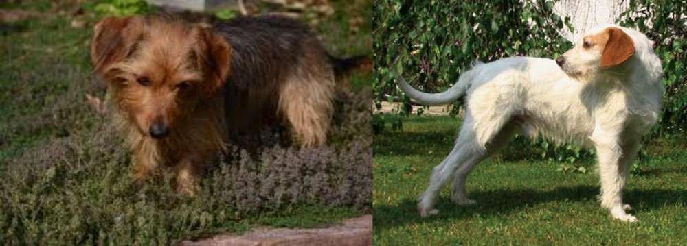 Istarski Ostrodlaki Gonic vs Dorkie - Breed Comparison