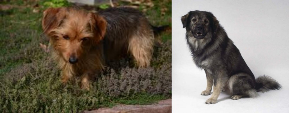 Istrian Sheepdog vs Dorkie - Breed Comparison