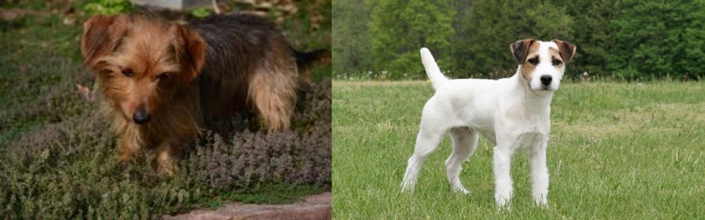 Jack Russell Terrier vs Dorkie - Breed Comparison