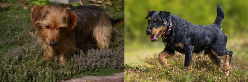 Jagdterrier vs Dorkie - Breed Comparison