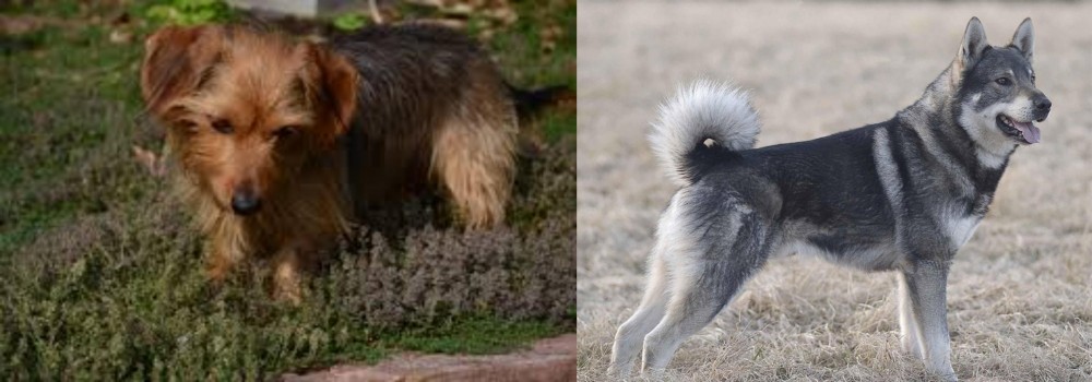 Jamthund vs Dorkie - Breed Comparison