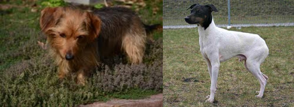 Japanese Terrier vs Dorkie - Breed Comparison