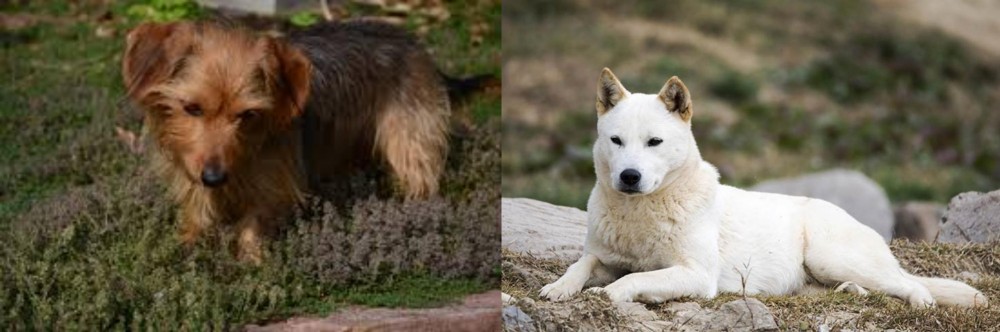 Jindo vs Dorkie - Breed Comparison
