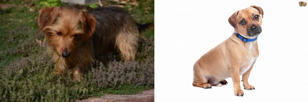 Jug vs Dorkie - Breed Comparison