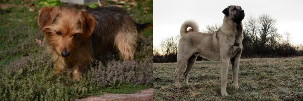 Kangal Dog vs Dorkie - Breed Comparison