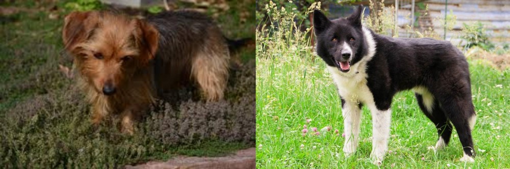 Karelian Bear Dog vs Dorkie - Breed Comparison