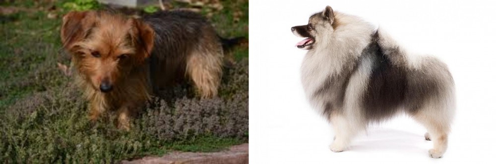 Keeshond vs Dorkie - Breed Comparison