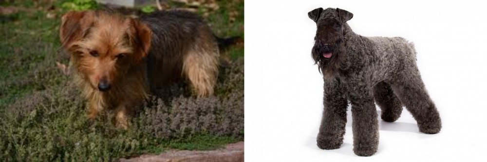 Kerry Blue Terrier vs Dorkie - Breed Comparison