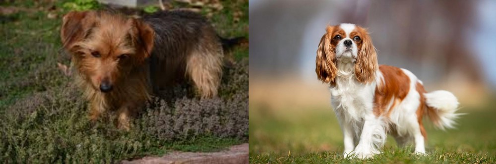 King Charles Spaniel vs Dorkie - Breed Comparison