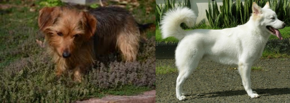 Kintamani vs Dorkie - Breed Comparison
