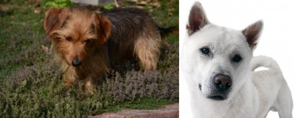 Kishu vs Dorkie - Breed Comparison